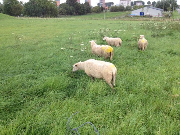 Heideschapen eten Berenklauw