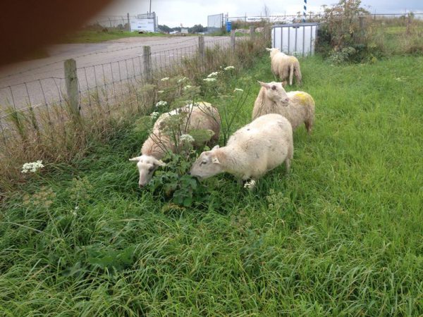 Heideschapen eten Berenklauw