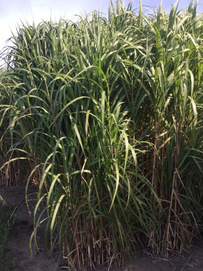 Miscanthus of olifantsgras
