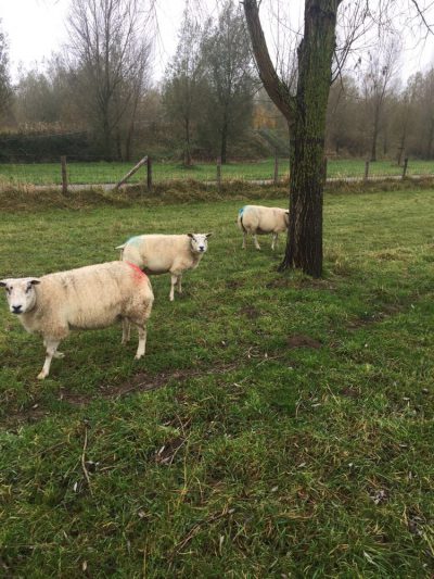 gedekte schapen hebben een kleur vh dekblok