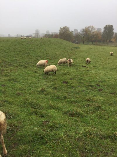 gedekte schapen hebben een kleur vh dekblok
