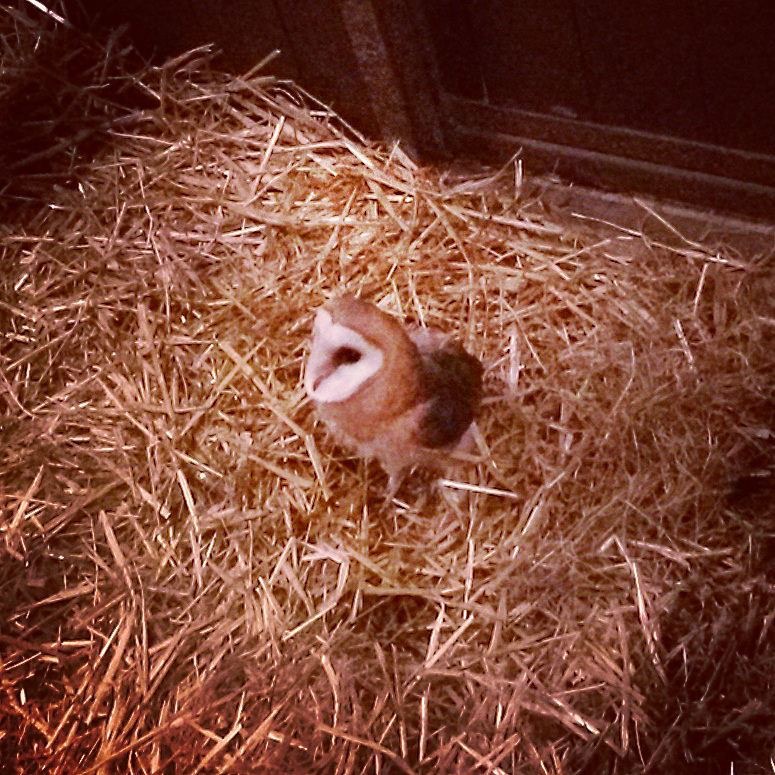 jonge uil in paardenbox
