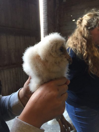 jonge uil