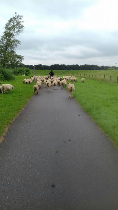 naar andere wei brengen