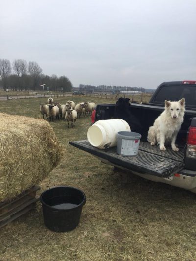schapen bijvoeren in de winter
