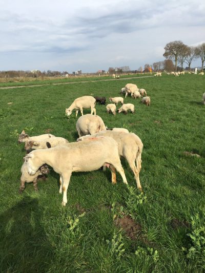 schapen + lammen in de wei