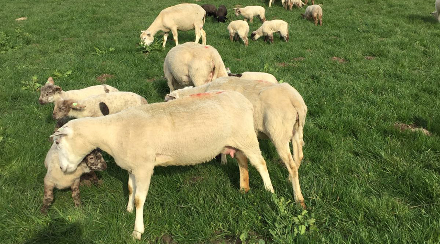 schapen + lammen in de wei