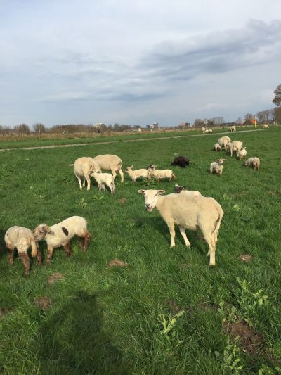 schapen + lammen in de wei