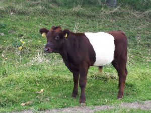 Henk