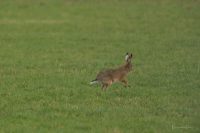 haas in Het Buijtenland van Rhoon