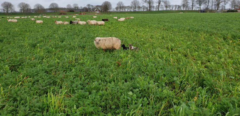 de kudde wordt groter, lammetjes geboren
