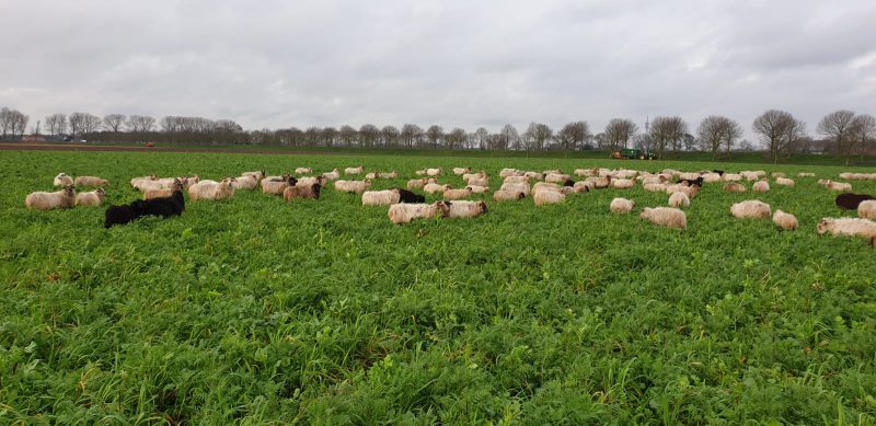 schaapskudde op groenbemester